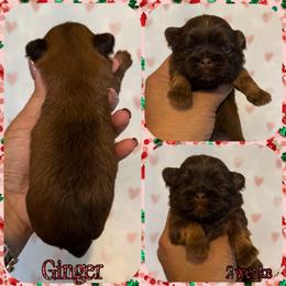 Ginger - Red female Shih Tzu puppy in Yelm, Washington from Lala's All Star Shih Tzu