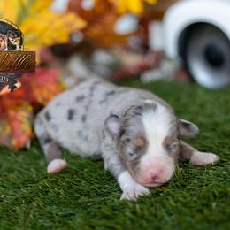 Roamer - Blue merle male Toy Australian Shepherd puppy in Granbury, Texas from Best Little Aussies