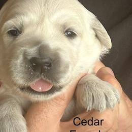 Cedar - Light golden female Golden Retriever puppy in Hastings, Michigan from Teresa Stevens
