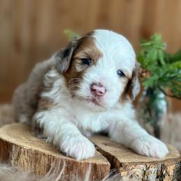 Moose - Blue merle male Aussiedoodle puppy in Lancaster, Minnesota from Finney Ranch