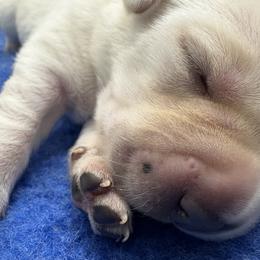 Girl 2 - Yellow female Labrador Retriever puppy in Turner, Maine from Bear Pond Retrievers