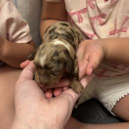 Forrest - Dapple male Dachshund puppy in Lufkin, Texas from L & A Dachshunds