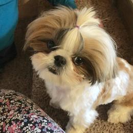 Shih Tzu Puppies from Willow Lane Shih Tzus