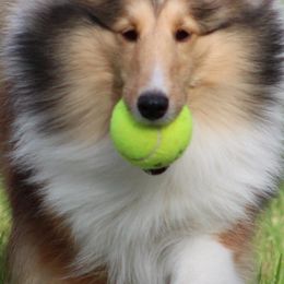 Shetland Sheepdogs from Vickey Willard