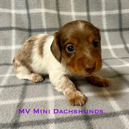 Duchess - Dapple female Dachshund puppy in Carlsbad, Texas from MV Mini Dachshunds