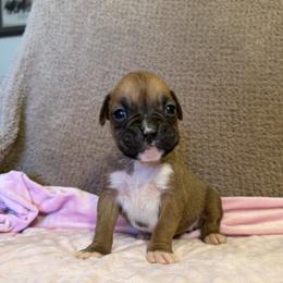 Girl 2 - Fawn female Boxer puppy in Prestonsburg, Kentucky from Bre’s Boxers