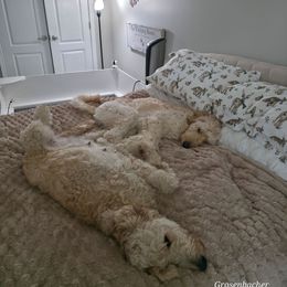 Goldendoodle puppies from Grosenbacher Goldendoodles