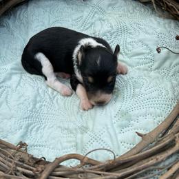 Loretta - Black tri-color female Aussiedoodle puppy in Allardt, Tennessee from Hearth&Hound Doodles