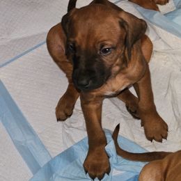 Puppy 2 - Rd whtn blk nose male Rhodesian Ridgeback puppy in Caldwell, Idaho from Haley Gross's 	Rhodesian Ridgebacks and Minature Pinchers