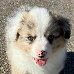 Lark( Fluffy Brindle Merle) - Brindle merle and white male American Corgi puppy in Scottown, Ohio from Wyndy Ridge Corgis