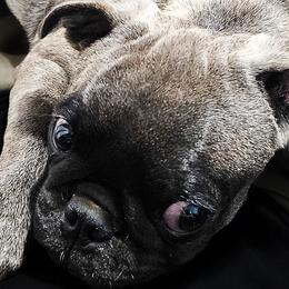 Silver - Pug