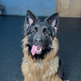Ghost - Black and red male German Shepherd puppy in Warwick, Rhode Island from Karma Kennels
