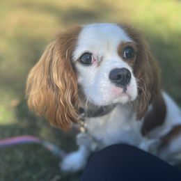 Ruthie - Cavalier King Charles Spaniel