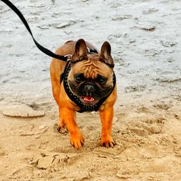 French Bulldog All Grown Up from Phoenix Rising