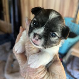 Chihuahua puppies from Callie’s Happy Chihuahuas, Callie’s Happy Treasures LLC