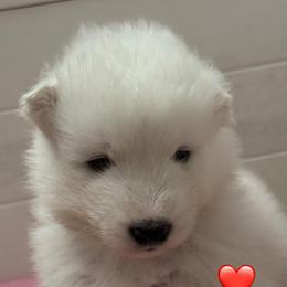 Red - White male Samoyed puppy in Hollywood, Florida from ArticCross Samoyeds-Florida