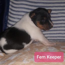 Girl 1 - Rat Terrier puppy in Checotah, Oklahoma from AdamsAcres Rat Terriers