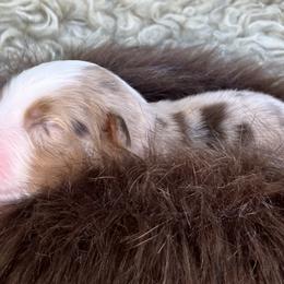 Fish- Red Collar - Red merle male Australian Shepherd puppy in Newport, Rhode Island from Wildlings Australian Shepherds
