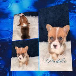 Puddle - Red male Pembroke Welsh Corgi puppy in Kiowa, Colorado from Cool Water Corgis LLC