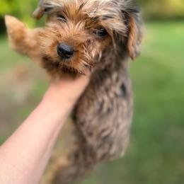 Brown eyed boy - Black & tan tri-color male Morkie puppy in Winston Salem, North Carolina from Patty’s Paws