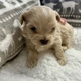 Jasmine - Cafe au lait female Maltipoo puppy in Fredericksburg, Ohio from Edna Keim