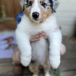 Australian Shepherd Puppies from HCA Aussies