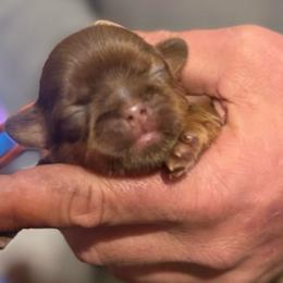Orange boy - Liver male Shih Tzu puppy in Berkeley Springs, West Virginia from Sandridge Shih Tzus