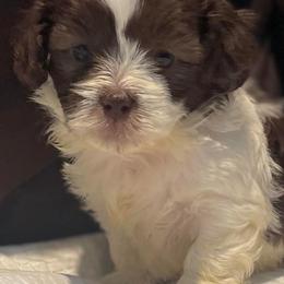 French Bulldogs, Shihpoos, and Shih Tzus from A&A Kennels