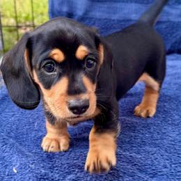 Boy 1 - male Dachshund puppy in Safety Harbor, Florida from Tonya's Dachshunds
