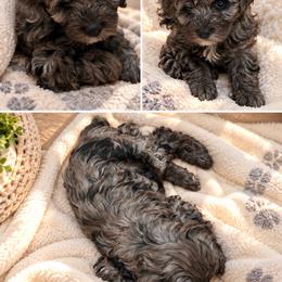 Linda - Merle female Cockapoo puppy in Miami, Florida from Peshos Cockapoos