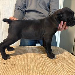 Lola - Black female Cane Corso puppy in Jones, Michigan from Woodlands Cane Corso