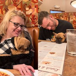 French Bulldog Puppies from Rockstar Kennel