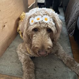 Harley - Goldendoodle