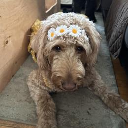 Harley - Goldendoodle