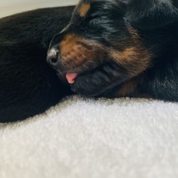 Doberman Pinscher Puppies from TeatreeDoberman