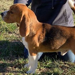 Beagles from White Gloves Beagles