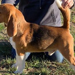 Beagles from White Gloves Beagles