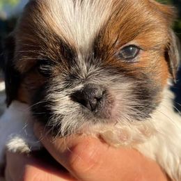 Shih Tzus from Itty Bitty Paws