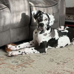 Great Dane Puppies from Phoenix Family Danes