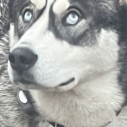 Stormy - Siberian Husky