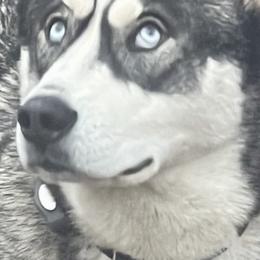 Stormy - Siberian Husky