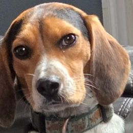 Angel - Beagle