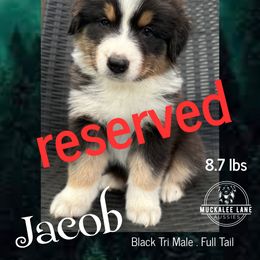 Jacob - Black tri-color male Australian Shepherd puppy in Albany, Georgia from Muckalee Lane Aussies