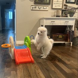 Samoyed Puppies from White Cloud Samoyeds