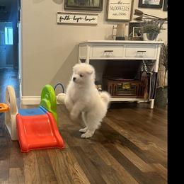 Samoyed Puppies from White Cloud Samoyeds