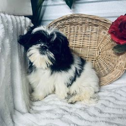 AKC Ash - Black and white male Shih Tzu puppy in Elgin, South Carolina from Silver Bells Paw Prints