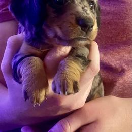 Pebbles - Dapple female Dachshund puppy in Pennsville, New Jersey from Bay Acres Dachshunds