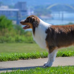 Aubrey - Australian Shepherd