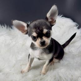 Yuki - Black and white female Chihuahua puppy in Simpsonville, South Carolina from N&T's Chihuahuas