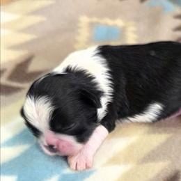 Dandelion( Dande) - Black and white male Shih Tzu puppy in North Carolina from WillowCreek Mountain View Shih Tzu